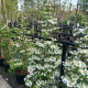Zuilvorm sneeuwbal-viburnum Kilimanjaro 