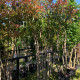 Meerstammige Glansmispel - Photinia fraseri. Red robin
