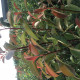 Meerstammige Glansmispel - Photinia fraseri. Red robin