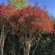 Meerstammige Glansmispel - Photinia fraseri. Red robin