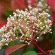 Meerstammige Glansmispel - Photinia fraseri. Red robin