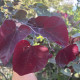 Rode judasboom - Cercis Forest pansy