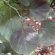 Rode judasboom - Cercis Forest pansy