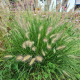 Lampenpoetsergras - Pennisetum alopecuroides 'Hameln'