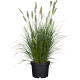 Lampenpoetsergras - Pennisetum alopecuroides 'Hameln'