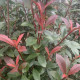 Glanzmispel-Photinia Carré rouge 