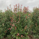 Glanzmispel-Photinia Carré rouge 