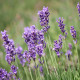 Lavendel  ‘dwarf bleu‘ 