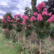 Lagerstroemia indica ‘ Sioux’ 