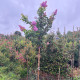 Lagerstroemia indica ‘ Sioux’ 