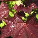 Rode esdoorn - Acer Royal red