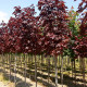Rode esdoorn - Acer Royal red