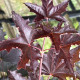Rode esdoorn - Acer Royal red