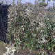 Eleagnus ebbingei - Olijfwilg 
