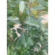 Eleagnus ebbingei - Olijfwilg 
