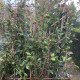 Photinia Fraseri Red Robin - Glansmispel