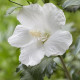 Witte zuilvorm hibiscus - Hibiscus syriacus Flower Tower White ('Gandini van Aart'PBR) 