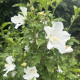 Witte zuilvorm hibiscus - Hibiscus syriacus Flower Tower White ('Gandini van Aart'PBR) 