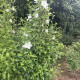 Witte zuilvorm hibiscus - Hibiscus syriacus Flower Tower White ('Gandini van Aart'PBR) 