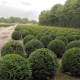 Bolvorm taxus 