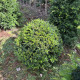 Bolvorm taxus 