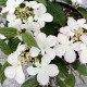 Leivorm Sneewbal boom - Viburnum plicatum Kilimanjaro 