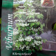 Leivorm Sneewbal boom - Viburnum plicatum Kilimanjaro 