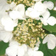 Leivorm Sneewbal boom - Viburnum plicatum Kilimanjaro 