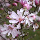 Valse tulpenboom- Magnolia x loebneri 'Lionel messel'
