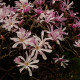 Valse tulpenboom- Magnolia x loebneri 'Lionel messel'