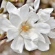 Valse tulpenboom- Magnolia x loebneri 'Lionel messel'