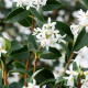 Osmanthus Burkwoodi - schijnhulst