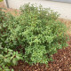 Osmanthus Burkwoodi - schijnhulst