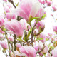 magnolia soulangeana - beverboom struik