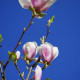 magnolia soulangeana - beverboom struik