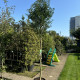 Portugese laurier - Prunus Lucitanica Brenelia 