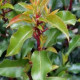 Portugese laurier - Prunus Lucitanica Brenelia 