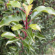 Portugese laurier - Prunus Lucitanica Brenelia 