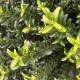 Japanse kardinaalsmuts - Euonymus japonicus 'Green Spire'  (buxus vervanger)