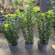Japanse kardinaalsmuts - Euonymus japonicus 'Green Spire'  (buxus vervanger)