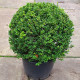 Ilex crenata Glory gem - bolvorm Japanse Hulst 