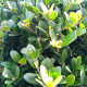 Ilex crenata Glory gem - bolvorm Japanse Hulst 