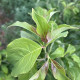 Amerikaanse Kornoelje - Cornus Florida ‘ Rubra’ 