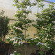 Amerikaanse Kornoelje - Cornus Florida ‘ Rubra’ 