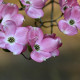 Amerikaanse Kornoelje - Cornus Florida ‘ Rubra’ 