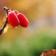 Amerikaanse Kornoelje - Cornus Florida ‘ Rubra’ 