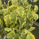 Amerikaanse Kornoelje - Cornus Florida Rainbow 