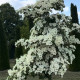 Amerikaanse Kornoelje - Cornus Florida Rainbow 