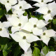 Groot bloemige kornoelje - Cornus kousa  Weisse fontaine  