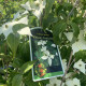 Groot bloemige kornoelje - Cornus kousa  Weisse fontaine  